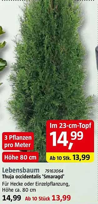 Lebensbaum Thuja occidentalis 'Smaragd'