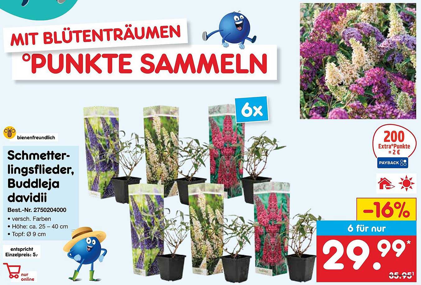 6 Schmetterlingsflieder, Buddleja davidii für nur 29,99 €