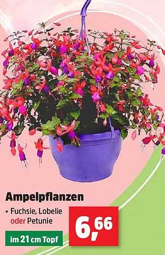 Ampelpflanzen - Fuchsie, Lobelie oder Petunie im 21 cm Topf