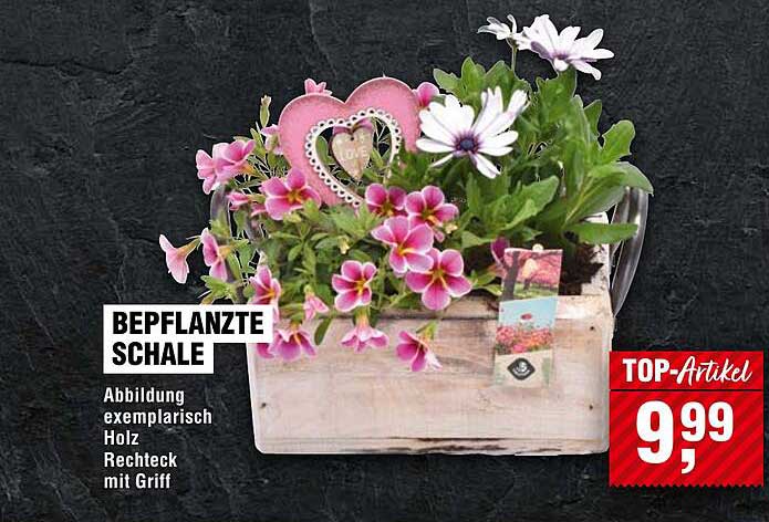 Bepflanzte Schale