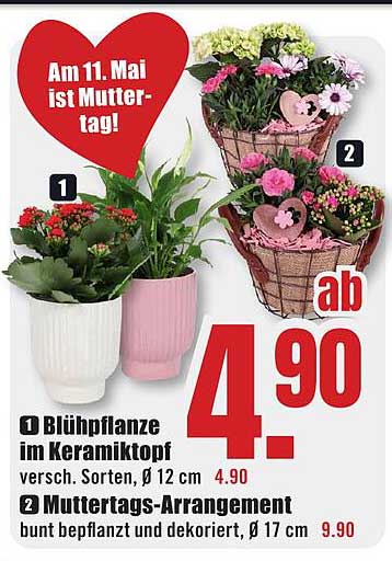 Blühpflanze im Keramiktopf
