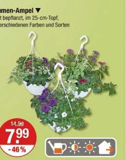 Blumen-Ampel 25 cm, bepflanzt in verschiedenen Farben und Sorten