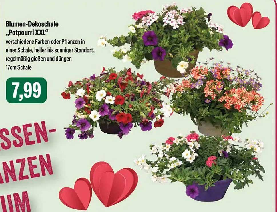 Blumen-Dekoschale „Potpourri XXL“
