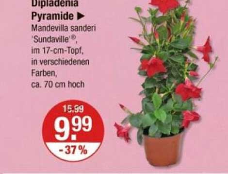Dipladenia Pyramide – Mandevilla sanderi 'Sundaville'®