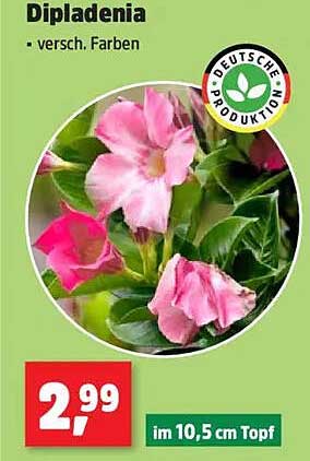 Dipladenia - verschiedene Farben im 10,5 cm Topf