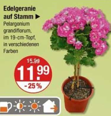 Edelgeranie auf Stamm - Pelargonium grandiflorum