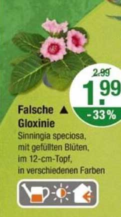 Falsche Gloxinie - Sinningia speciosa mit gefüllten Blüten