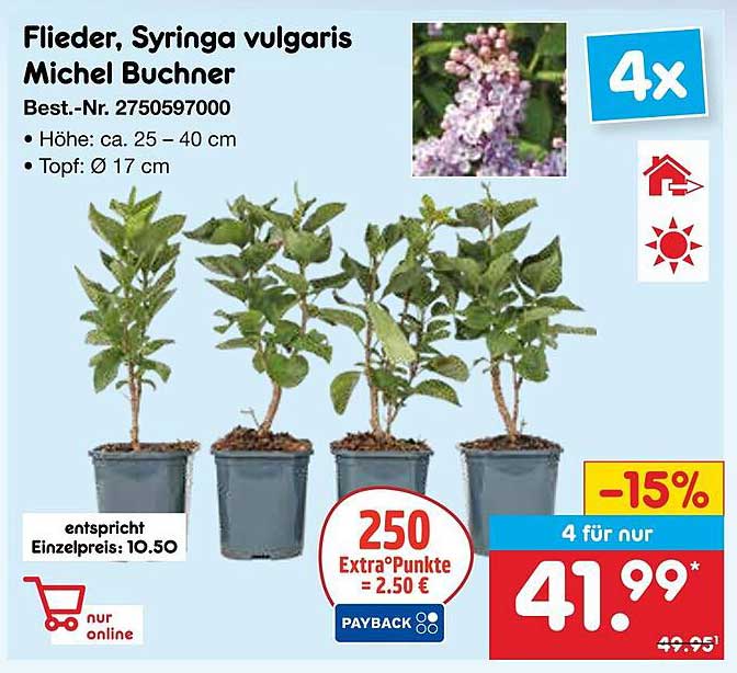 Flieder, Syringa vulgaris Michel Buchner - 4 Pflanzen für nur 41,99 €
