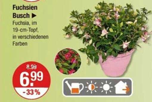Fuchsien Busch - Fuchsia, im 19-cm-Topf, in verschiedenen Farben