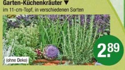 Garten-Küchenkräuter im 11-cm-Topf, in verschiedenen Sorten
