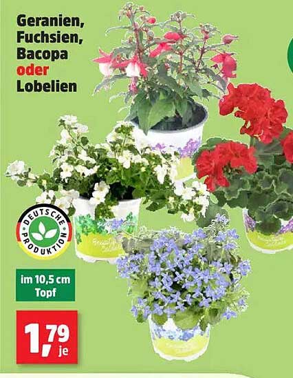 Geranien, Fuchsien, Bacopa oder Lobelien - im 10,5 cm Topf