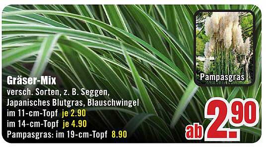 Gräser-Mix - Verschiedene Sorten zum attraktiven Preis