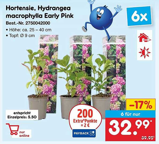 Hortensie, Hydrangea macrophylla Early Pink - 6 Pflanzen für nur 32,99 €