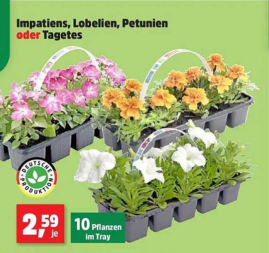 Impatien, Lobelien, Petunien oder Tagetes – 10 Pflanzen im Tray