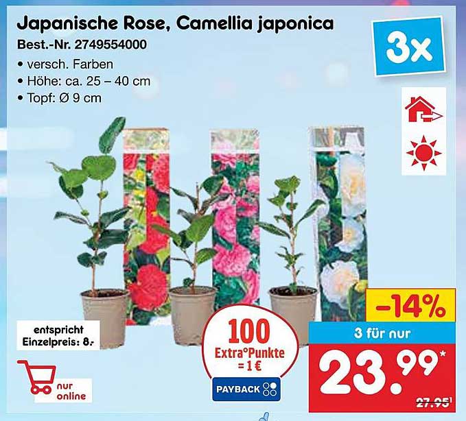 Japanische Rose, Camellia japonica - 3 für nur 23,99 €