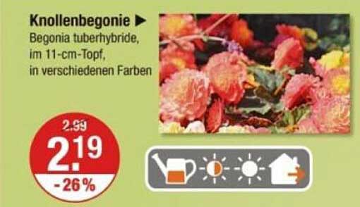 Knollenbegonie - Begonia tuberhybride, im 11-cm-Topf, in verschiedenen Farben