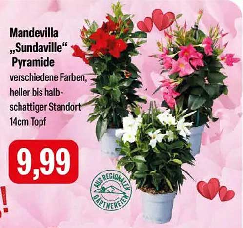 Mandevilla „Sundaville“ Pyramide - verschiedene Farben, heller bis halbschattiger Standort, 14cm Topf
