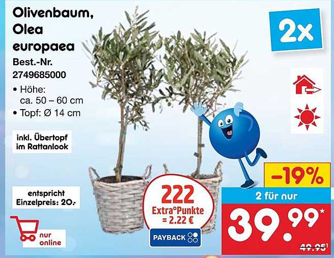 Olivenbaum, Olea europaea - 2 Stück für nur 39,99€