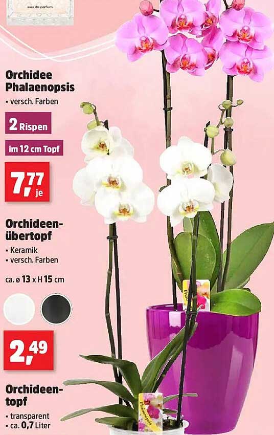 Orchidee Phalaenopsis mit 2 Rispen im 12 cm Topf