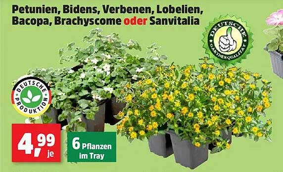 Petunien, Bidens, Verbenen, Lobelien, Bacopa, Brachyscome oder Sanvitalia – 6 Pflanzen im Tray