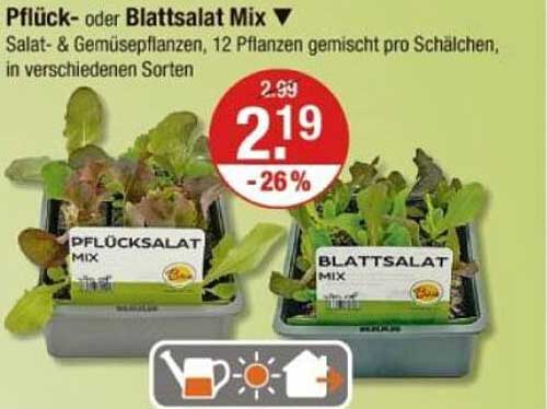 Pflück- oder Blattsalat Mix - 12 Pflanzen gemischt pro Schälchen