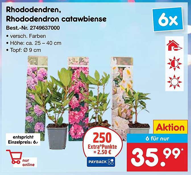 Rhododendren, Rhododendron catawbiense - 6 Stück Aktionspackung