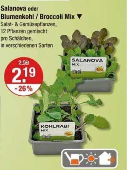 Salanova oder Blumenkohl / Broccoli Mix - Salat- & Gemüsepflanzen, 12 Pflanzen gemischt pro Schälchen, in verschiedenen Sorten
