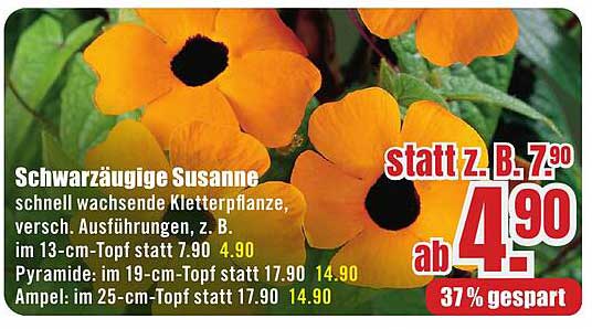 Schwarzäugige Susanne – schnell wachsende Kletterpflanze