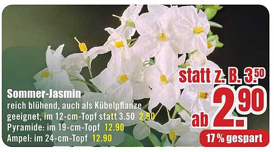Sommer-Jasmin - reich blühend, auch als Kübelpflanze geeignet