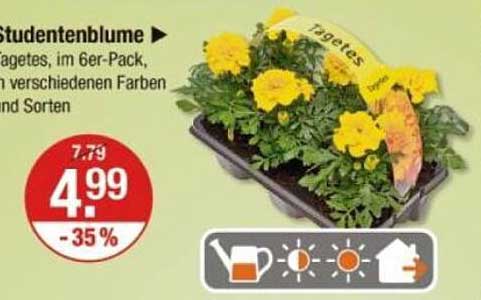 Studentenblume, im 6er-Pack – verschiedene Farben und Sorten