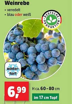 Weinrebe - veredelt in blau oder weiß