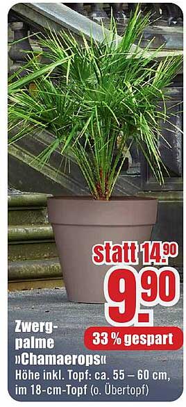 Zwergpalme "Chamaerops"
