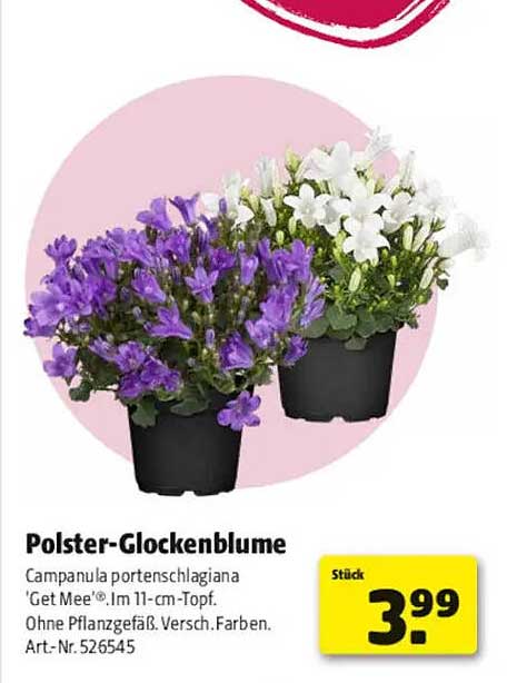 Polster-Glockenblume