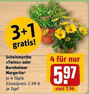 3+1 gratis! Scheinmyrthe „Twins“ oder Bornholmer Margerite