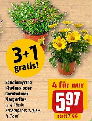 4 Töpfe Scheinmyrthe "Twinst" oder Bornholmer Margerite - 4 für nur 5,97 €