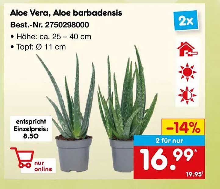 Aloe Vera, Aloe barbadensis - 2 Stück für nur 16,99 €