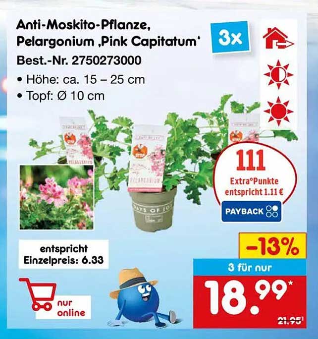 Anti-Moskito-Pflanze, Pelargonium 'Pink Capitatum' - 3 Stück für nur 18,99 €