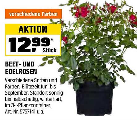 Beet- und Edelrosen in verschiedenen Farben