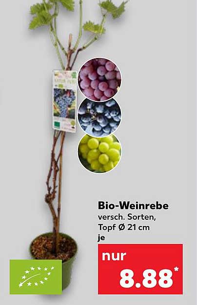 Bio-Weinrebe verschiedene Sorten, Topf Ø 21 cm je