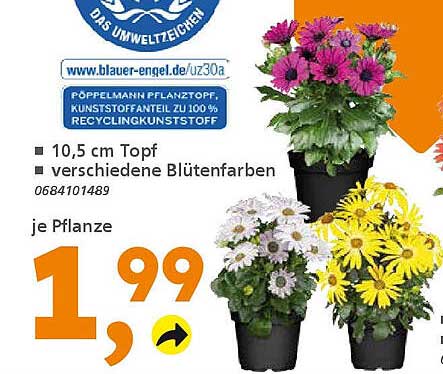 Blühende Pflanzen im 10,5 cm Topf - Verschiedene Blütenfarben