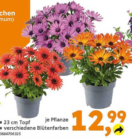 Blühende Pflanzen im 23 cm Topf – verschiedene Blütenfarben