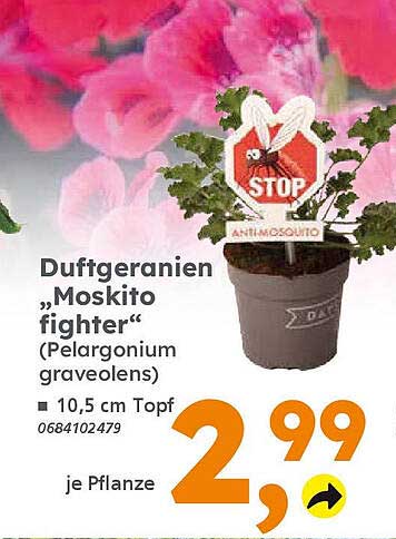 Duftgeranien „Moskito fighter“ (Pelargonium graveolens) – 10,5 cm Topf