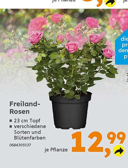 Freiland-Rosen - 23 cm Topf, verschiedene Sorten und Blütenfarben
