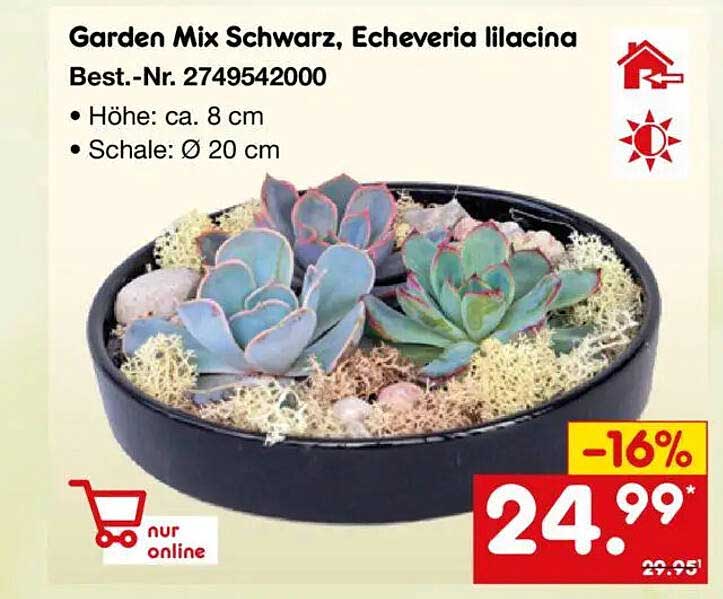 Garden Mix Schwarz, Echeveria lilacina