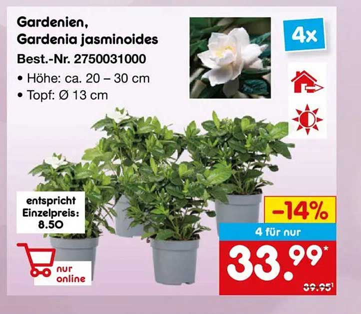 Gardenien, Gardenia jasminoides 4 für nur 33,99 €