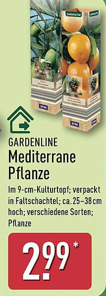 GARDENLINE Mediterrane Pflanze
