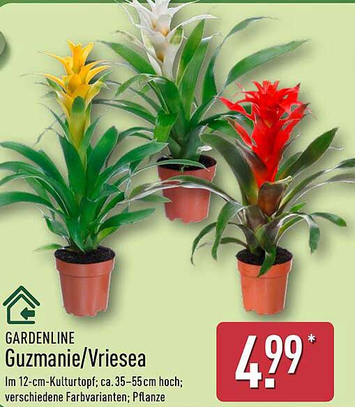 Guzmanie/Vriesea im 12-cm-Kulturtopf