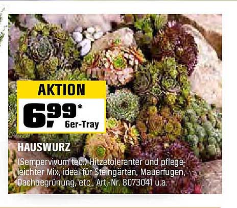 Hauswurz 6er-Tray - Der pflegeleichte Hingucker für Ihren Garten