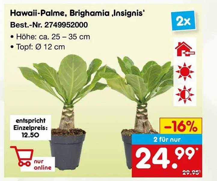 Hawaii-Palme, Brighamia 'Insignis'