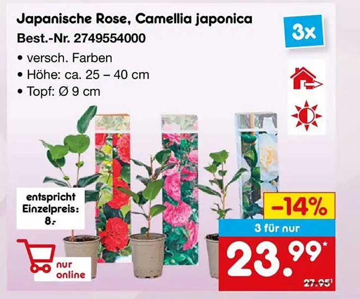 Japanische Rose, Camellia japonica, 3 Stück für nur 23,99 €